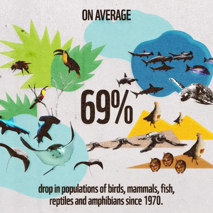 69% DROP IN WILDLIFE POPULATIONS ON AVERAGE-WWF